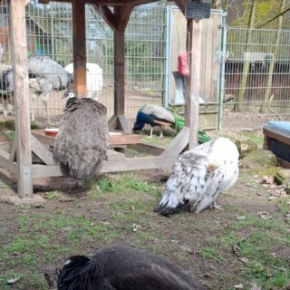 Heute wurde die Stammesversammlung von Lorsch (@dpsg_lorsch) besucht. Diese fand im Vogelpark statt. Neben der Versammlung wurde das Hausspiel (Chaosspiel) gespielt und für das leibliche Wohl war auch gesorgt.

#heldon #dpsg #dpsgheldon #dpsglorsch  #dpsgmainz #meinedpsg